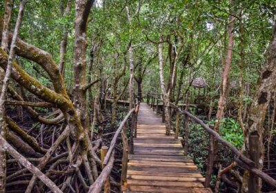 Zanzibar Jozani Forest Tour