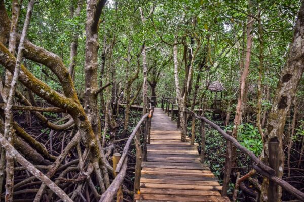 Zanzibar Jozani Forest Tour