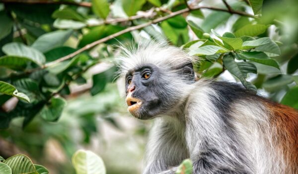 Spice Farm & Jozani Forest Nature Tour