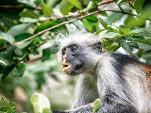 Spice Farm & Jozani Forest Nature Tour