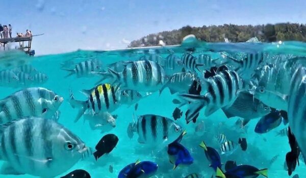 Mnemba Atoll Snorkeling Experience
