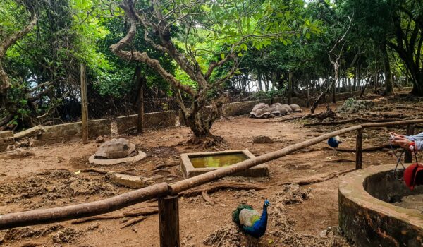 Prison Island – Tortoise Sanctuary & History Tour